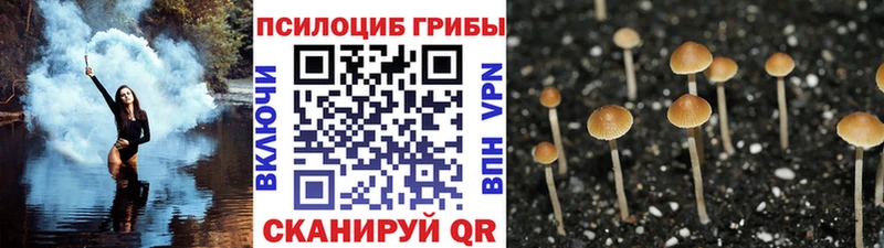 Купить закладки  Кувандык  Псилоцибиновые грибы Magic Shrooms 